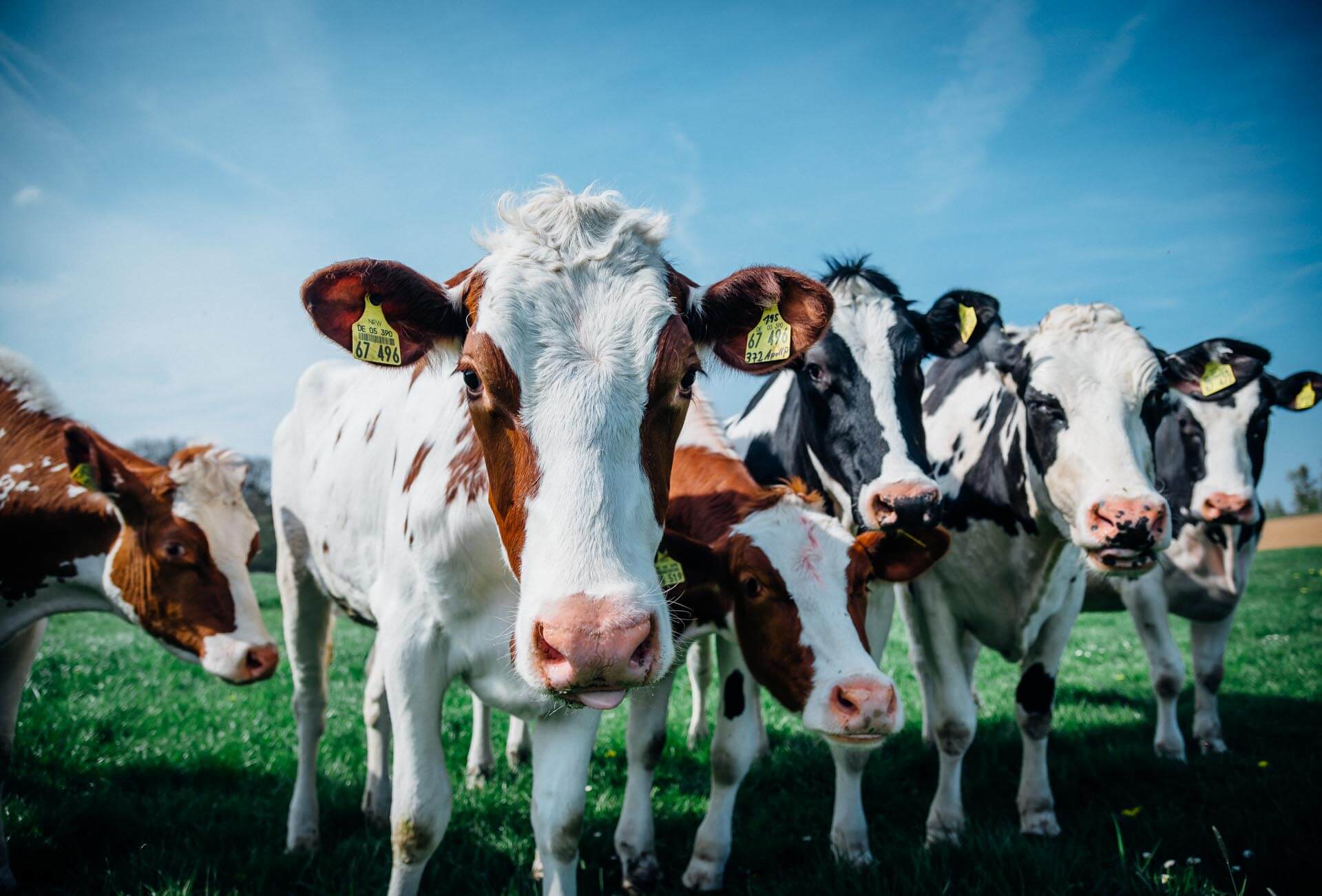 Bauernhof Stöcker Milchkühe